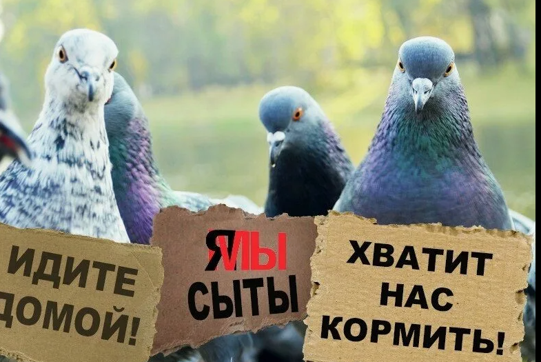 Кормление голубей стало рискованным занятием: в Госдуме напомнили о штрафах за антисанитарию